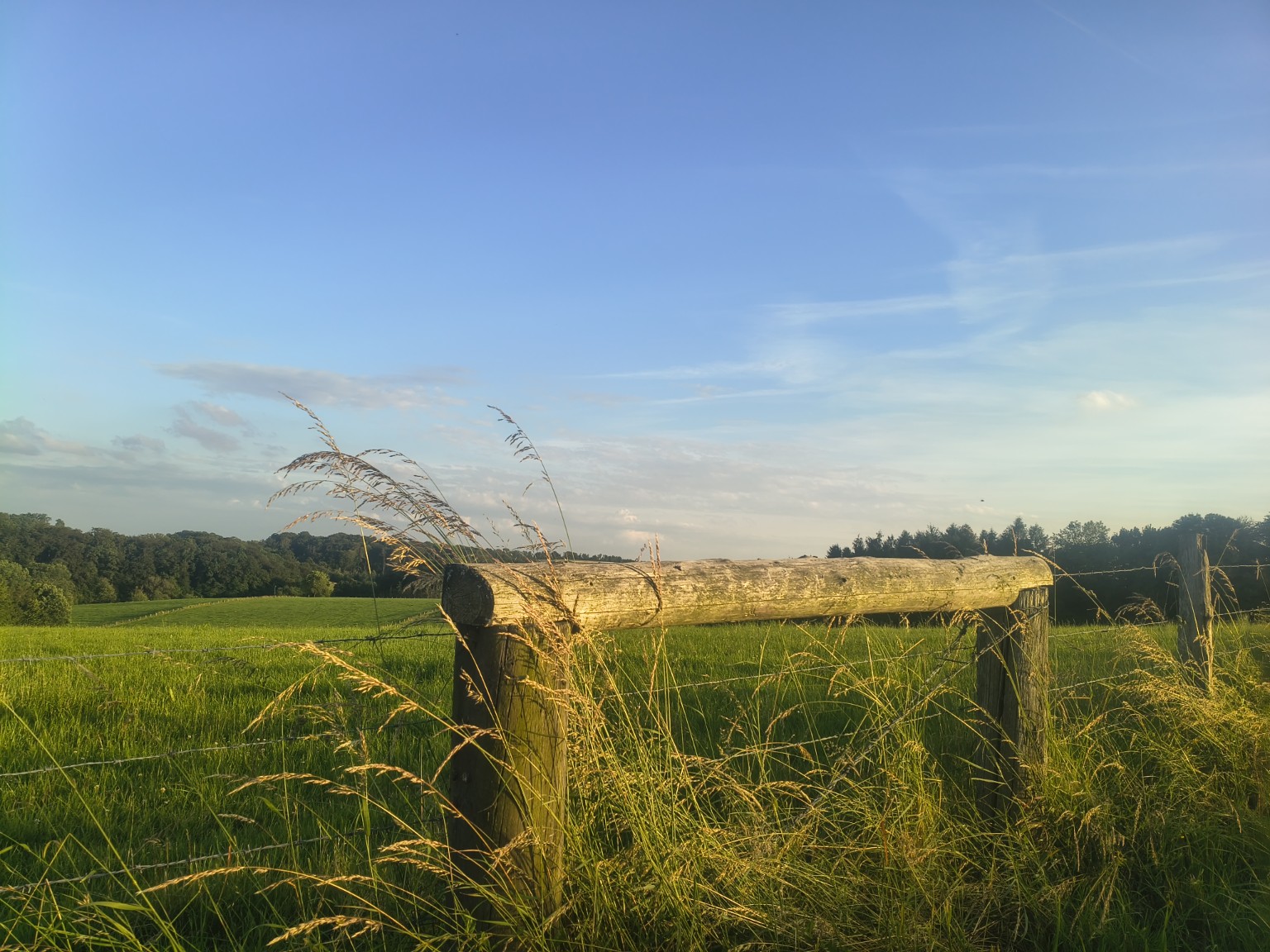 Wiese und Weidelandschaft im Abendlicht